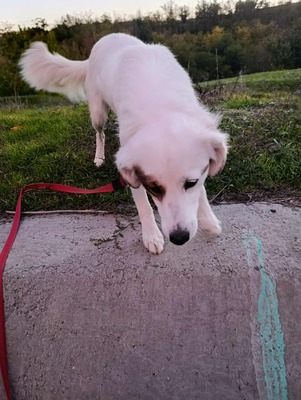 💕 Heidi – eine sanfte Seele sucht ihr Für-immer-Zuhause 💕, Mischling - Hündin