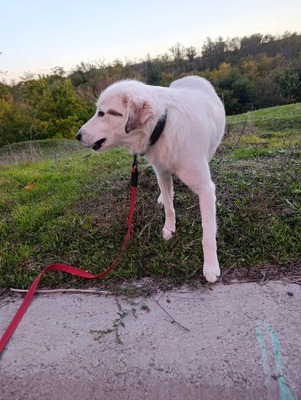 💕 Heidi – eine sanfte Seele sucht ihr Für-immer-Zuhause 💕, Mischling - Hündin