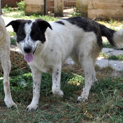 Heidi - freut sich über den Kontakt zum Menschen / Resereviert, Schäferhund-Mischling - Hündin