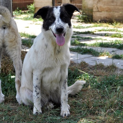 Heidi - freut sich über den Kontakt zum Menschen / Resereviert, Schäferhund-Mischling - Hündin