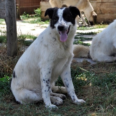 Heidi - freut sich über den Kontakt zum Menschen / Resereviert, Schäferhund-Mischling - Hündin