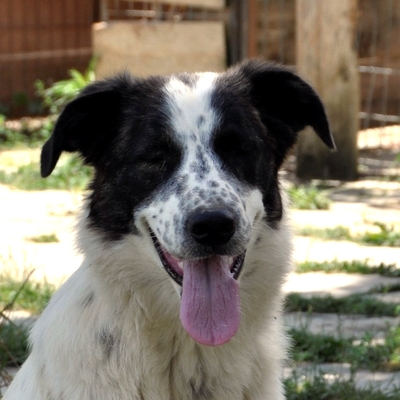 Heidi - freut sich über den Kontakt zum Menschen / Resereviert, Schäferhund-Mischling - Hündin