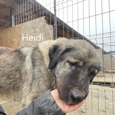 Heidi, geb. 2018, Herdenschutz-Mix-Dame sucht liebevolles Zuhause, HSH-Mischling - Hündin