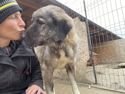 Heidi, geb. 2018, Herdenschutz-Mix-Dame sucht liebevolles Zuhause, HSH-Mischling - Hündin