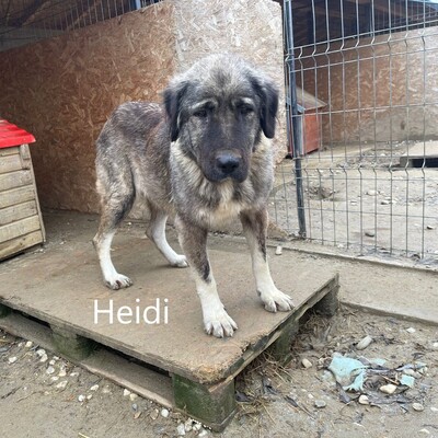 Heidi, geb. 2018, Herdenschutz-Mix-Dame sucht liebevolles Zuhause, HSH-Mischling - Hündin