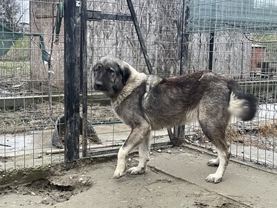 Heidi, geb. 2018, Herdenschutz-Mix-Dame sucht liebevolles Zuhause, HSH-Mischling - Hündin