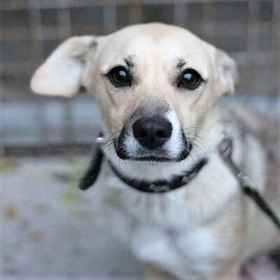 💥 Heidi sehnt sich nach Liebe und Zuneigung 💖, Mischling - Hündin