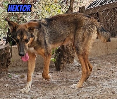 Hektor