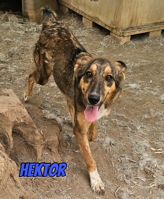 Hektor, Mischling - Rüde