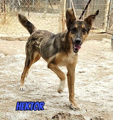 Hektor, Mischling - Rüde