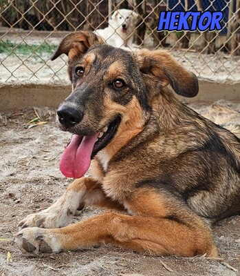 Hektor, Mischling - Rüde