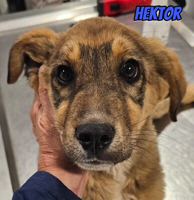 Hektor