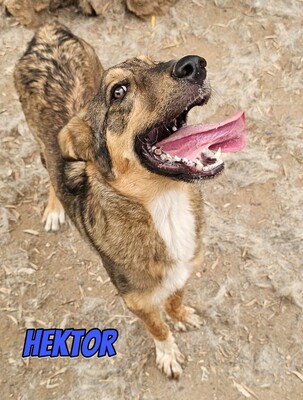 Hektor, Mischling - Rüde