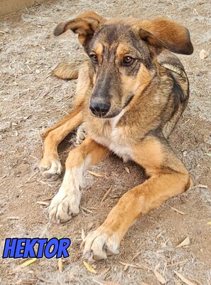 Hektor, Mischling - Rüde