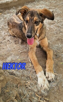 Hektor, Mischling - Rüde