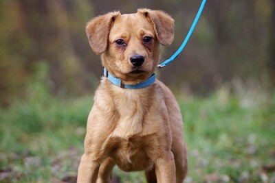 Hektor, Pinscher mix Welpen - Rüde