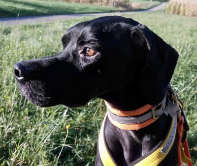 Helen, Pointer - Mix - Hündin