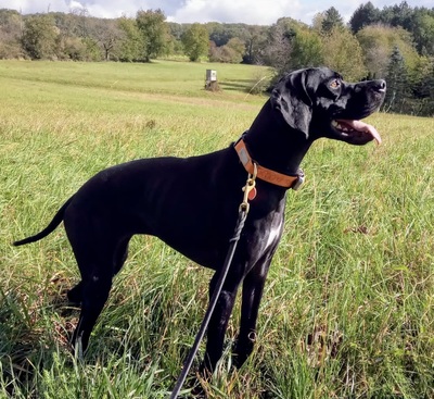 Helen, Pointer - Mix - Hündin