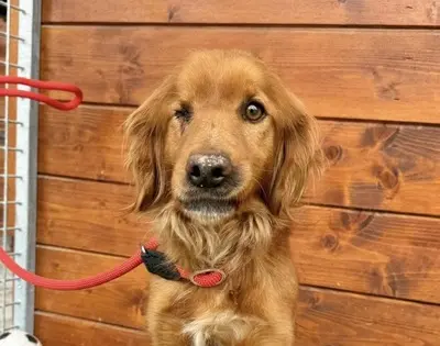 Helen - freundlich, sozial, Spaniel - Hündin