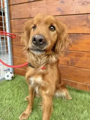 Helen - freundlich, sozial, Spaniel - Hündin