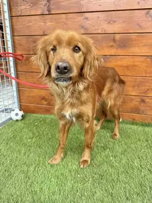 Helen - freundlich, sozial, Spaniel - Hündin