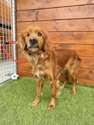 Helen - freundlich, sozial, Spaniel - Hündin