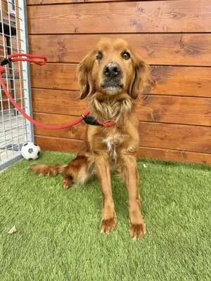Helen - freundlich, sozial, Spaniel - Hündin
