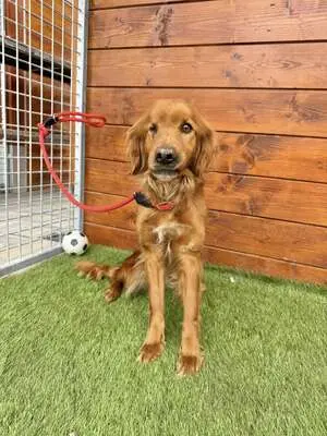 Helen - freundlich, sozial, Spaniel - Hündin