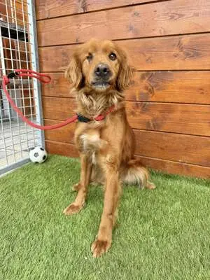 Helen - freundlich, sozial, Spaniel - Hündin