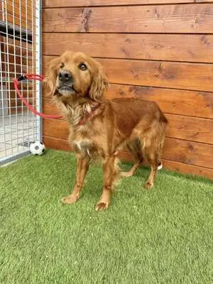 Helen - freundlich, sozial, Spaniel - Hündin