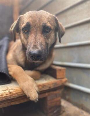 Helga, Mischling - Hündin