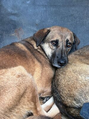 Helga, Mischling - Hündin