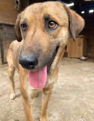 Helga, Mischling - Hündin