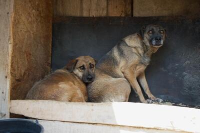 Helga, Mischling - Hündin