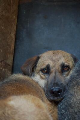 Helga, Mischling - Hündin