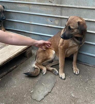 Helga, Mischling - Hündin