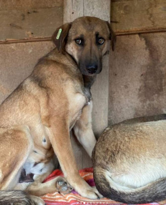 Helga, Mischling - Hündin