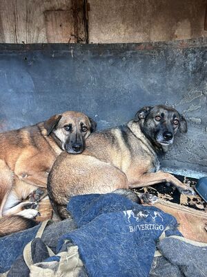 Helga, Mischling - Hündin