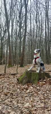 Helix, Australian Shepherd - Rüde