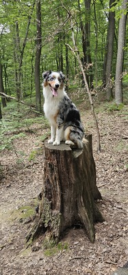 Helix, Australian Shepherd - Rüde