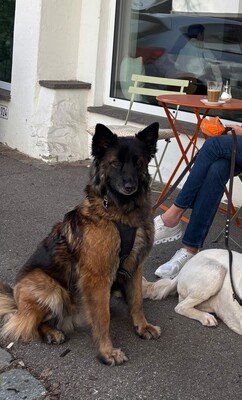 Hella, Deutscher Schäferhund - Hündin