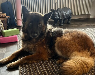 Hella, Deutscher Schäferhund - Hündin