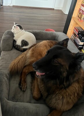 Hella, Deutscher Schäferhund - Hündin