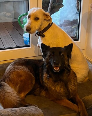 Hella, Deutscher Schäferhund - Hündin