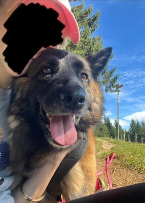 Hella, Deutscher Schäferhund - Hündin