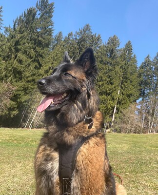 Hella, Deutscher Schäferhund - Hündin