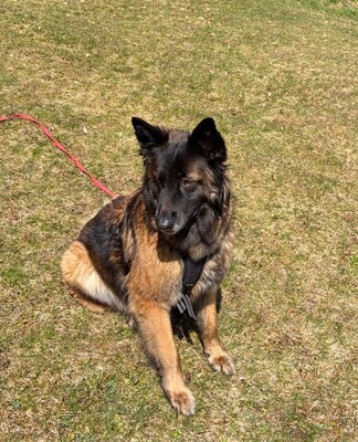 Hella, Deutscher Schäferhund - Hündin