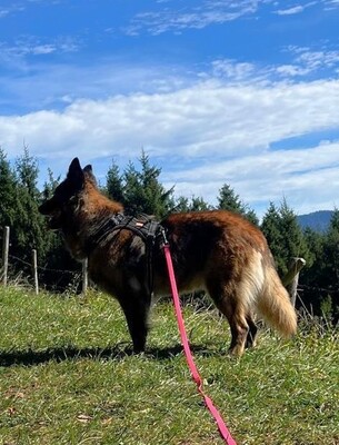 Hella, Deutscher Schäferhund - Hündin