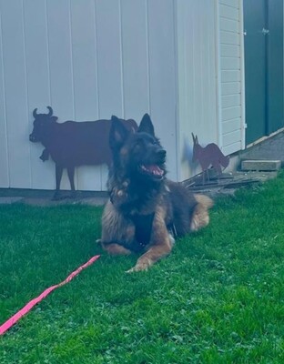 Hella, Deutscher Schäferhund - Hündin