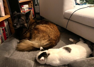 Hella, Deutscher Schäferhund - Hündin